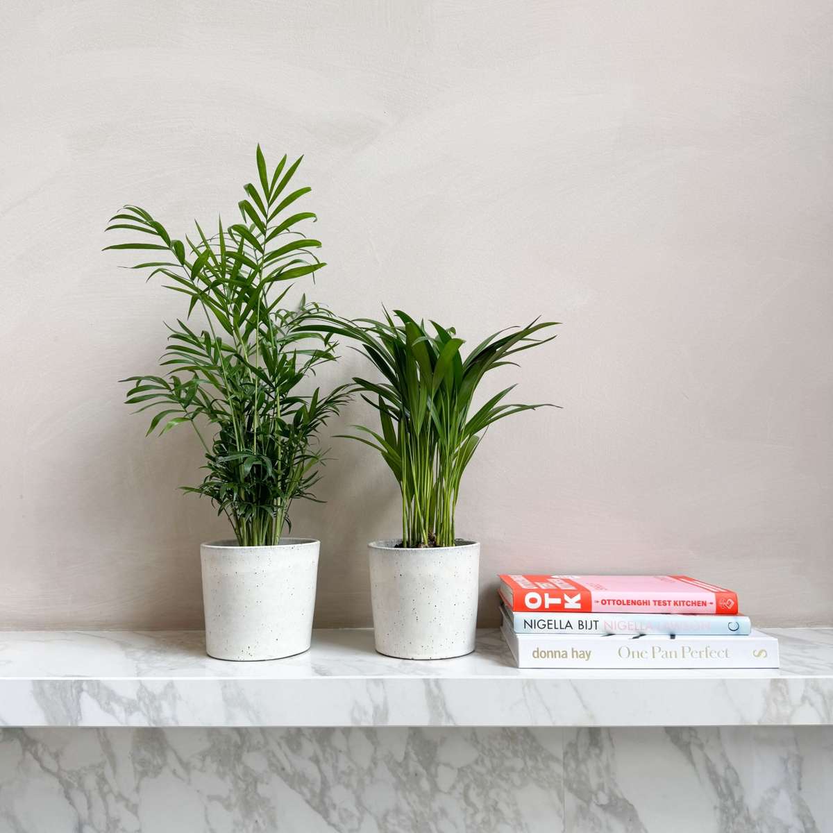 Mix de palme pentru interior - 2 buc - Dypsis, Chamaedorea - În. 25-40cm - ⌀12cm