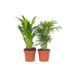 Mix de palme pentru interior - 2 buc - Dypsis, Chamaedorea - În. 25-40cm - ⌀12cm