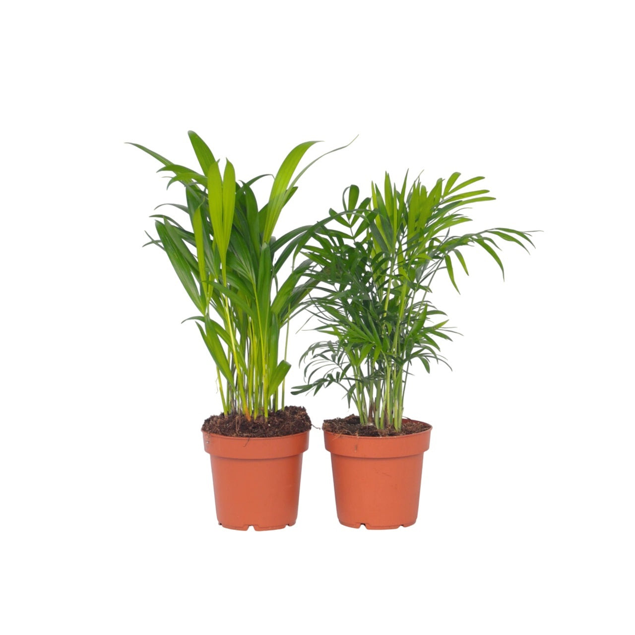 Mix de palme pentru interior - 2 buc - Dypsis, Chamaedorea - În. 25-40cm - ⌀12cm