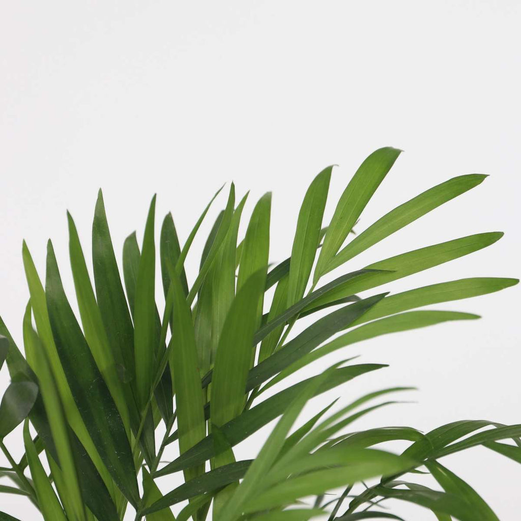 Mix de palme pentru interior - 4 buc - Dypsis, Chamaedorea - În. 25-40cm - ⌀12cm