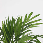 Mix de palme pentru interior - 4 buc - Dypsis, Chamaedorea - În. 25-40cm - ⌀12cm