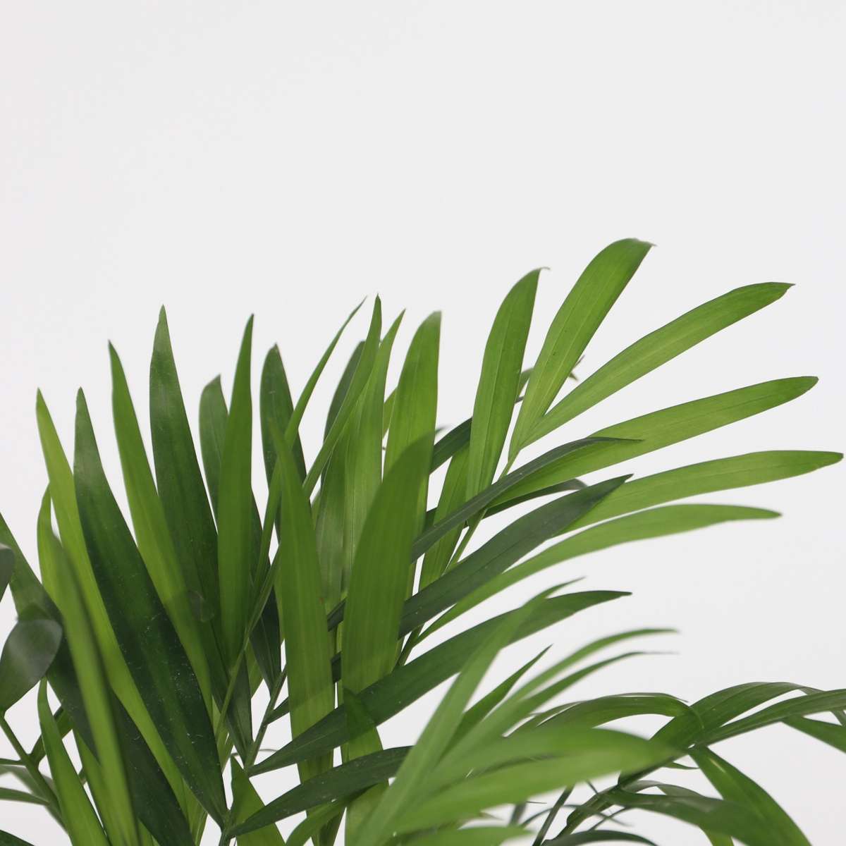 Mix de palme pentru interior - 4 buc - Dypsis, Chamaedorea - În. 25-40cm - ⌀12cm