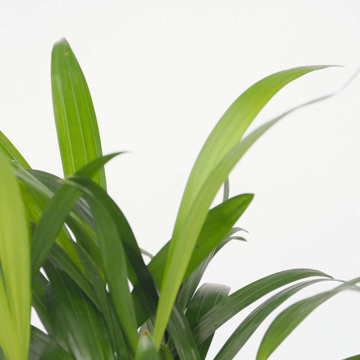 Mix de palme pentru interior - 4 buc - Dypsis, Chamaedorea - În. 25-40cm - ⌀12cm