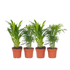Mix de palme pentru interior - 4 buc - Dypsis, Chamaedorea - În. 25-40cm - ⌀12cm