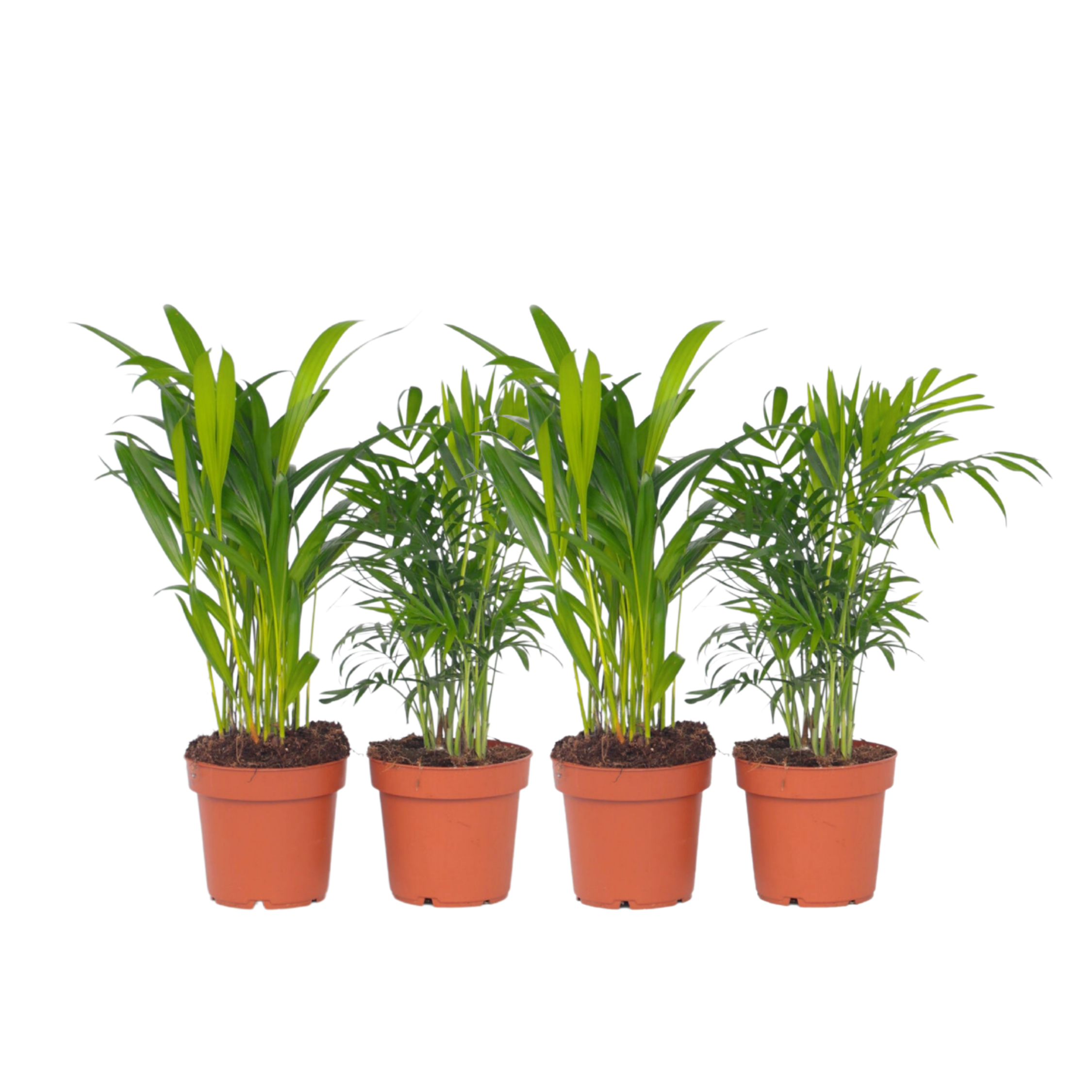 Mix de palme pentru interior - 4 buc - Dypsis, Chamaedorea - În. 25-40cm - ⌀12cm