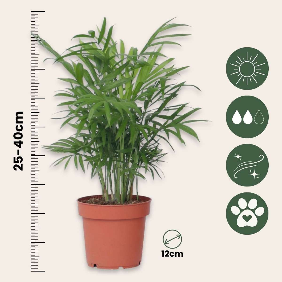 Mix de palme pentru interior - 4 buc - Dypsis, Chamaedorea - În. 25-40cm - ⌀12cm