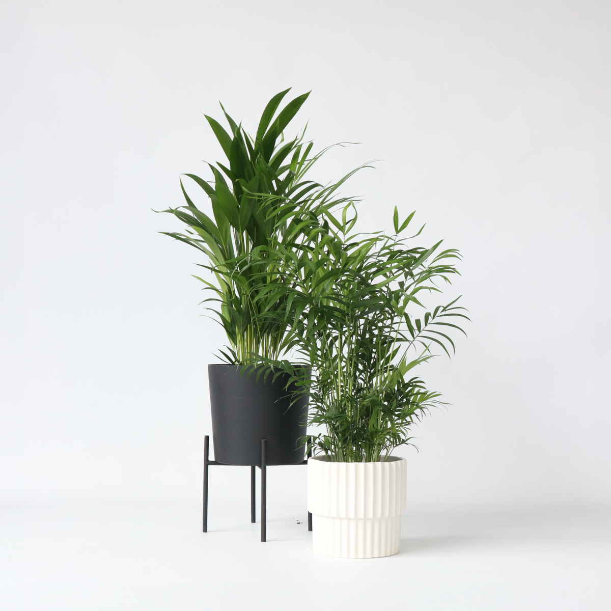 Amestec de palmier de interior - 2 buc - Înălţime 50-70cm - ⌀17cm