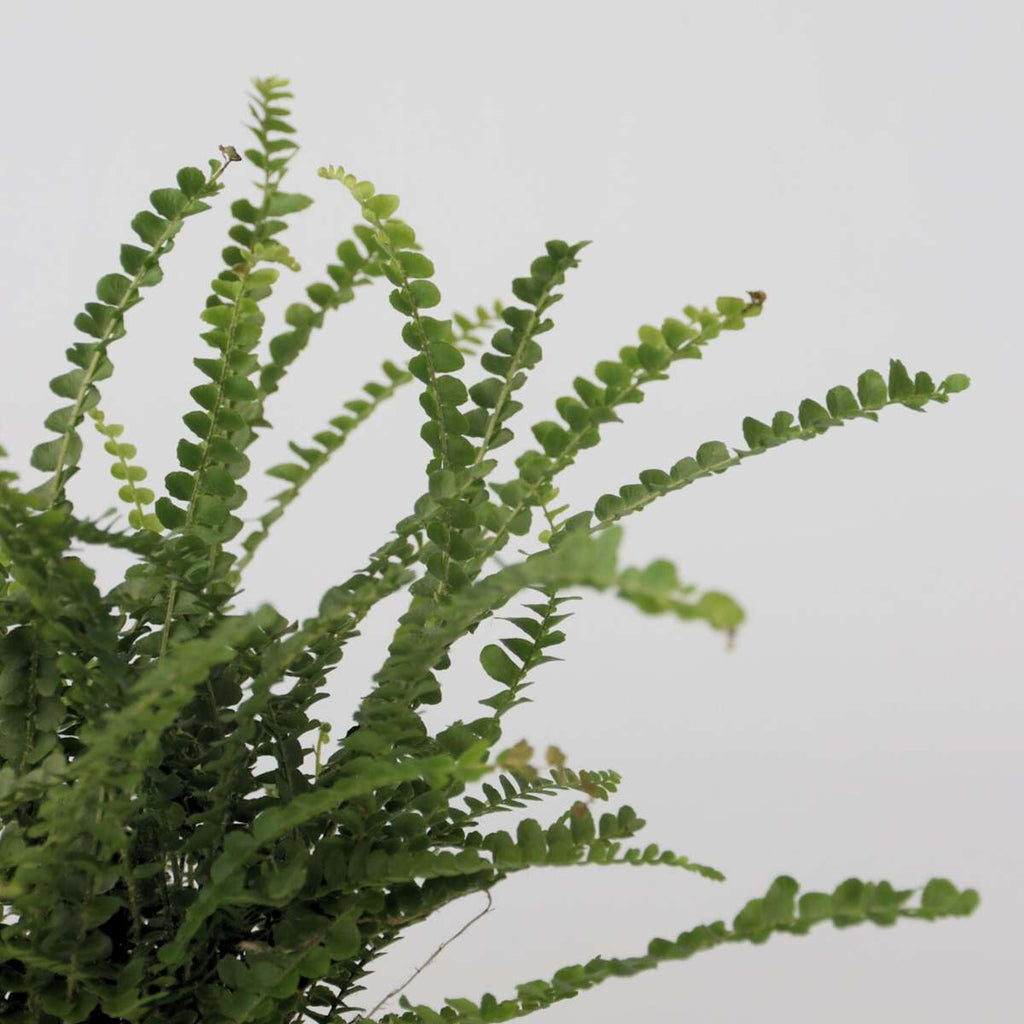 Feriga Nephrolepis - Nephrolepis 'Duffii' - Inaltime 25-40cm - ⌀12cm