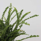 Feriga Nephrolepis - Nephrolepis 'Duffii' - Inaltime 25-40cm - ⌀12cm