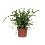 Feriga Nephrolepis - Nephrolepis 'Duffii' - Inaltime 25-40cm - ⌀12cm