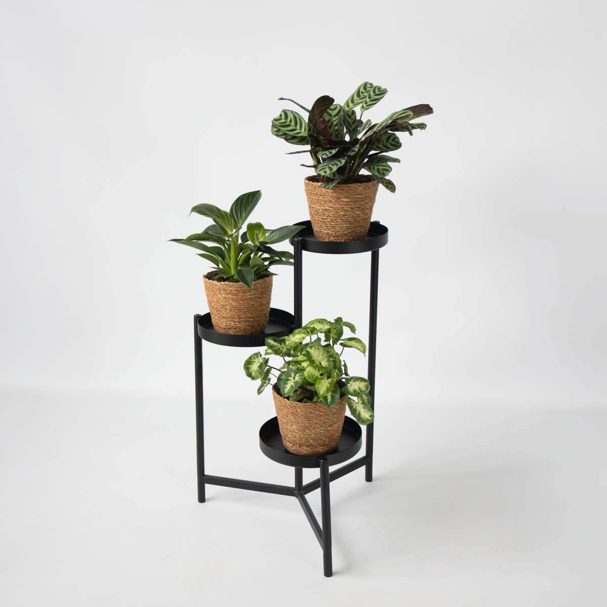 Set de 3 plante cu coșuri - Înălțime 25-40cm - ⌀12cm