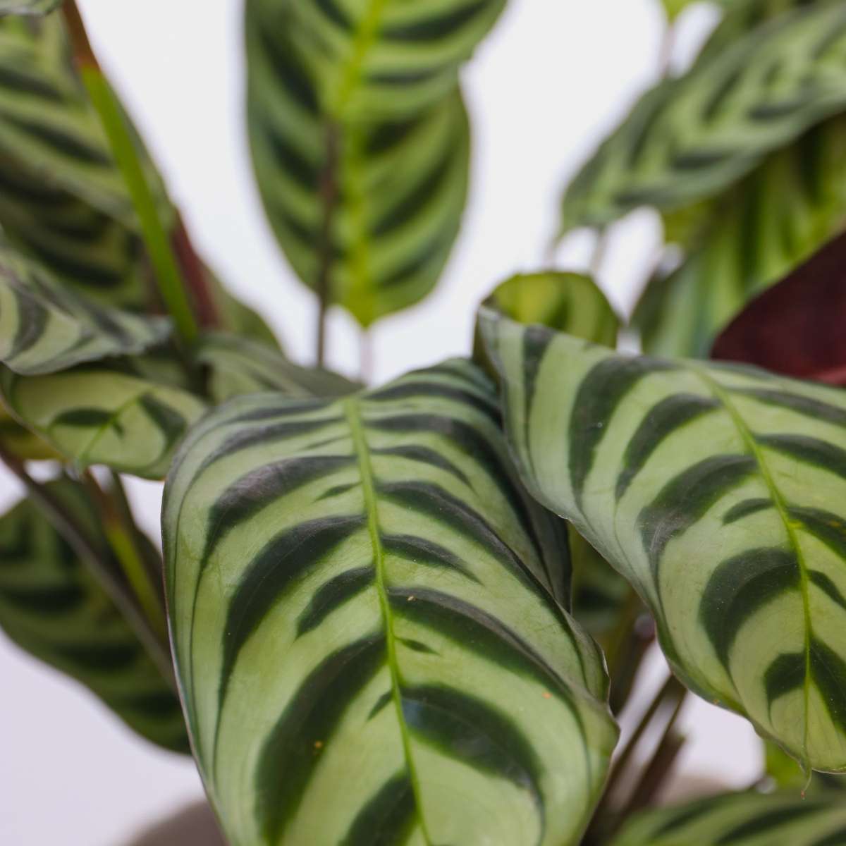 Set de 3 plante cu coșuri - Înălțime 25-40cm - ⌀12cm