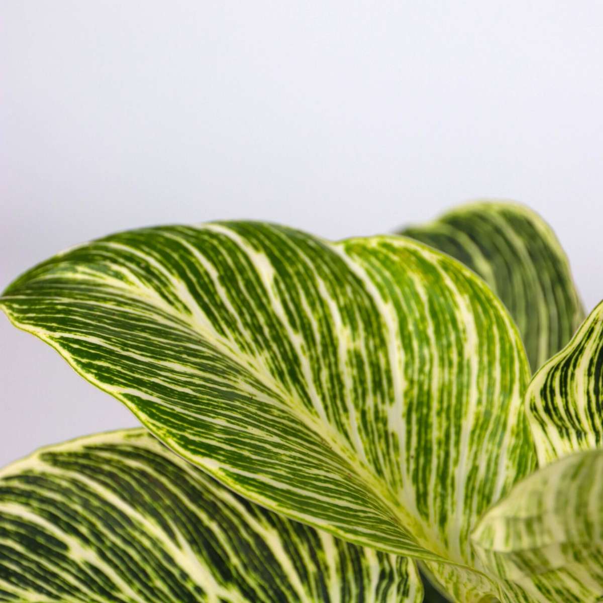 Set de 3 plante cu coșuri - Înălțime 25-40cm - ⌀12cm