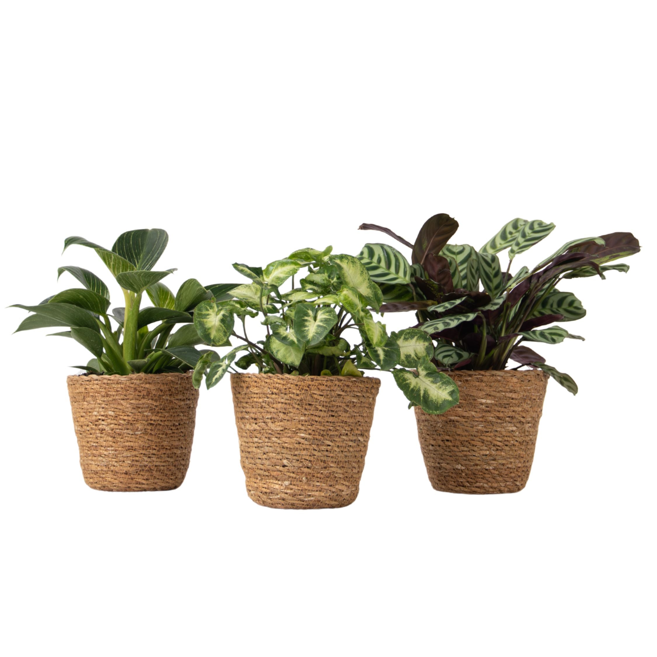 Set de 3 plante cu coșuri - Înălțime 25-40cm - ⌀12cm
