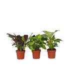 Mix pentru interior acasă - 3 buc - Înălţime 25-40cm - ⌀12cm