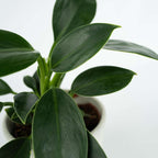 Filodendron - Philodendron 'Green Princess' - Înălţime 20-30cm - ⌀12cm
