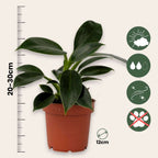 Filodendron - Philodendron 'Green Princess' - Înălţime 20-30cm - ⌀12cm