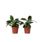 Filodendron - 2 buc - Philodendron 'Green Princess' - Înălţime 20-30cm - ⌀12cm