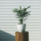 Palmier pitic - Chamaedorea elegans - Înălțime 30-40cm - Pot 12cm