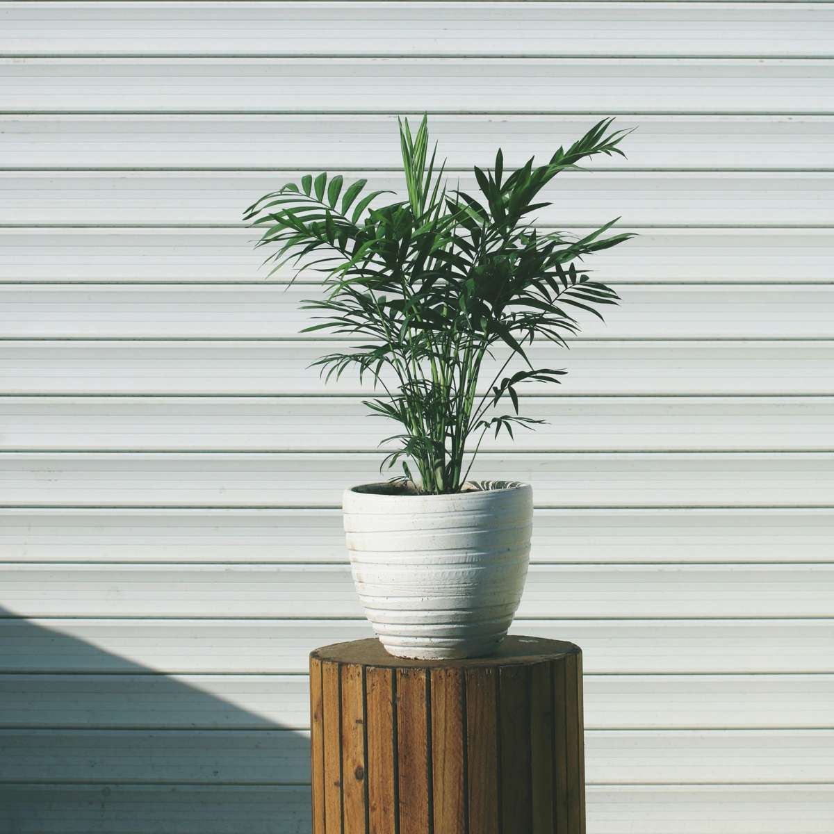 Palmier pitic - Chamaedorea elegans - Înălțime 30-40cm - Pot 12cm