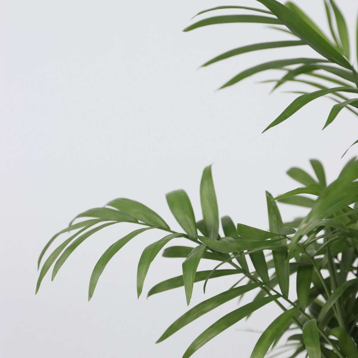Palmier pitic - Chamaedorea elegans - Înălțime 30-40cm - Pot 12cm