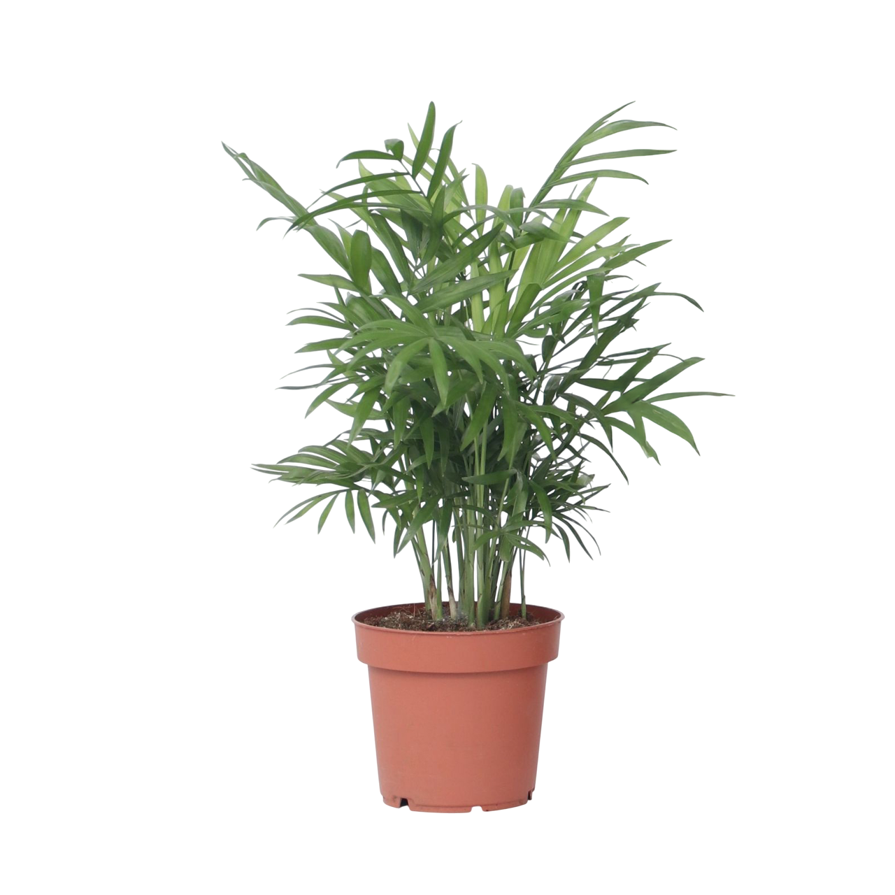 Palmier pitic - Chamaedorea elegans - Înălțime 30-40cm - Pot 12cm