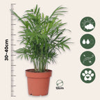 Palmier pitic - Chamaedorea elegans - Înălțime 30-40cm - Pot 12cm