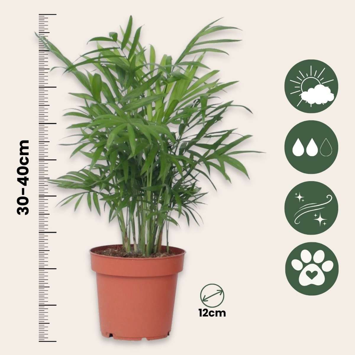 Palmier pitic - Chamaedorea elegans - Înălțime 30-40cm - Pot 12cm