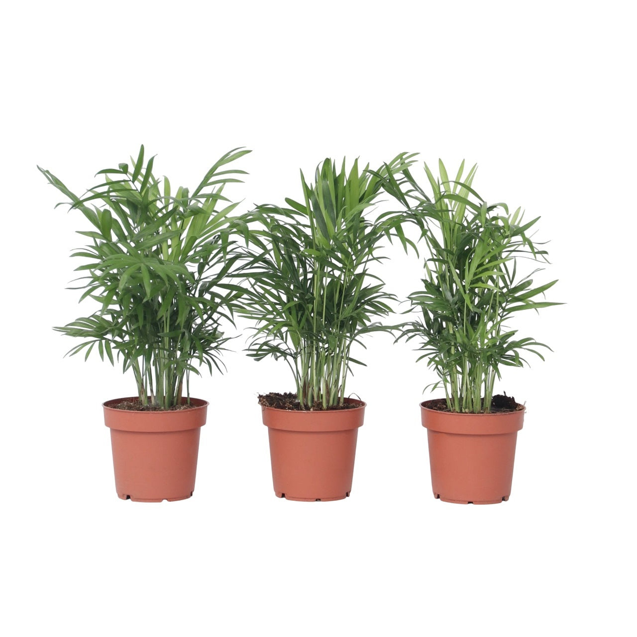 Palmier pitic - 3 buc - Chamaedorea elegans - Înălţime 30-40cm - ⌀12cm