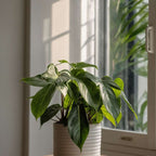 Filodendron - 2 buc - Philodendron 'Florida Green' - Înălţime 20-30cm - ⌀12cm