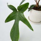 Filodendron - 2 buc - Philodendron 'Florida Green' - Înălţime 20-30cm - ⌀12cm