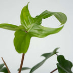 Filodendron - 2 buc - Philodendron 'Florida Green' - Înălţime 20-30cm - ⌀12cm