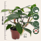 Filodendron - 2 buc - Philodendron 'Florida Green' - Înălţime 20-30cm - ⌀12cm