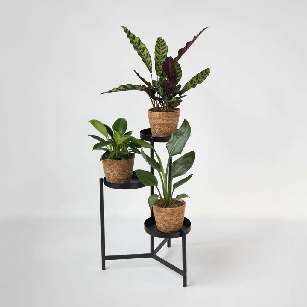 Set de 3 plante cu coșuri - Înălțime 25-40cm - ⌀12cm
