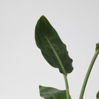 Set de 3 plante cu coșuri - Înălțime 25-40cm - ⌀12cm