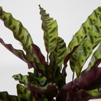 Set de 3 plante cu coșuri - Înălțime 25-40cm - ⌀12cm