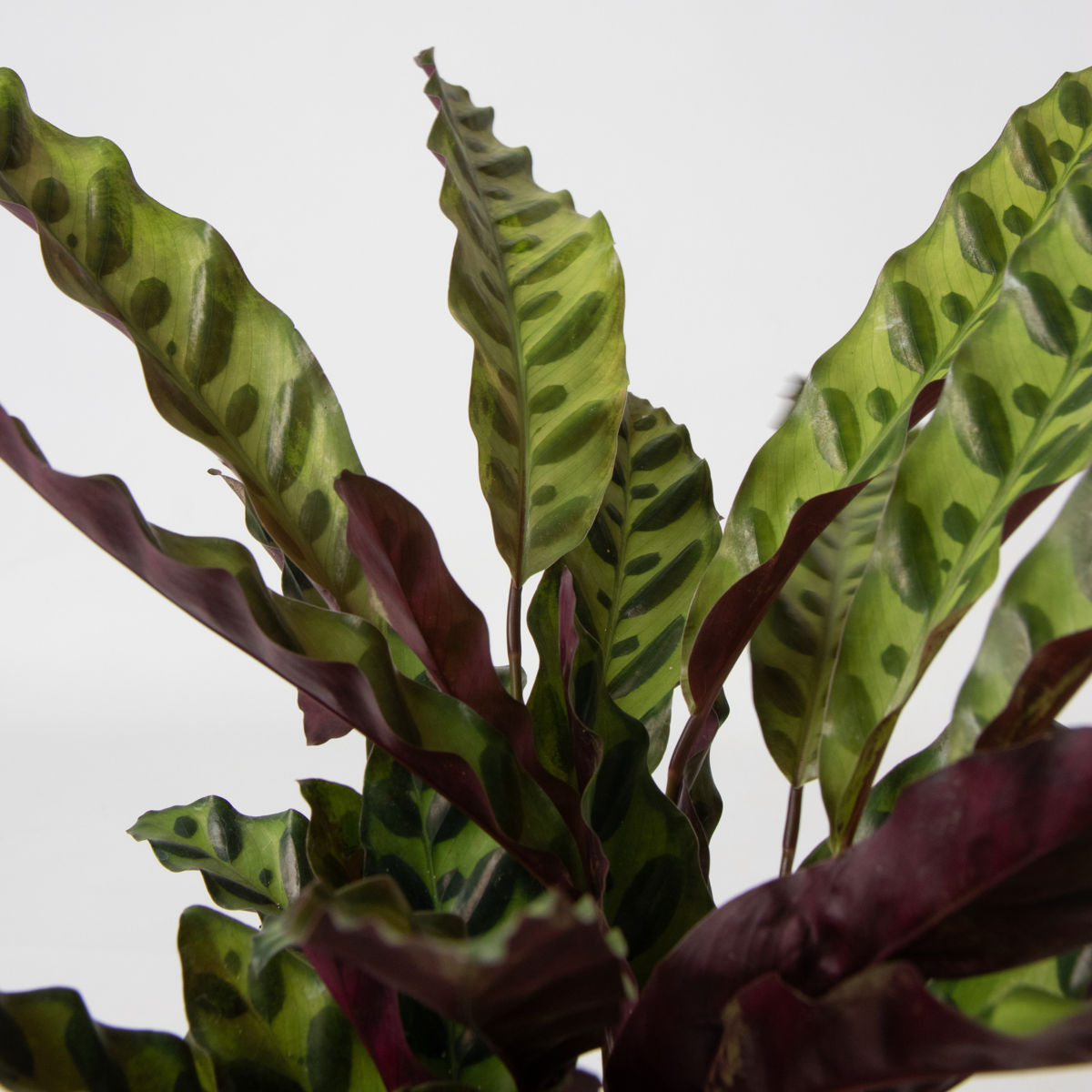 Set de 3 plante cu coșuri - Înălțime 25-40cm - ⌀12cm