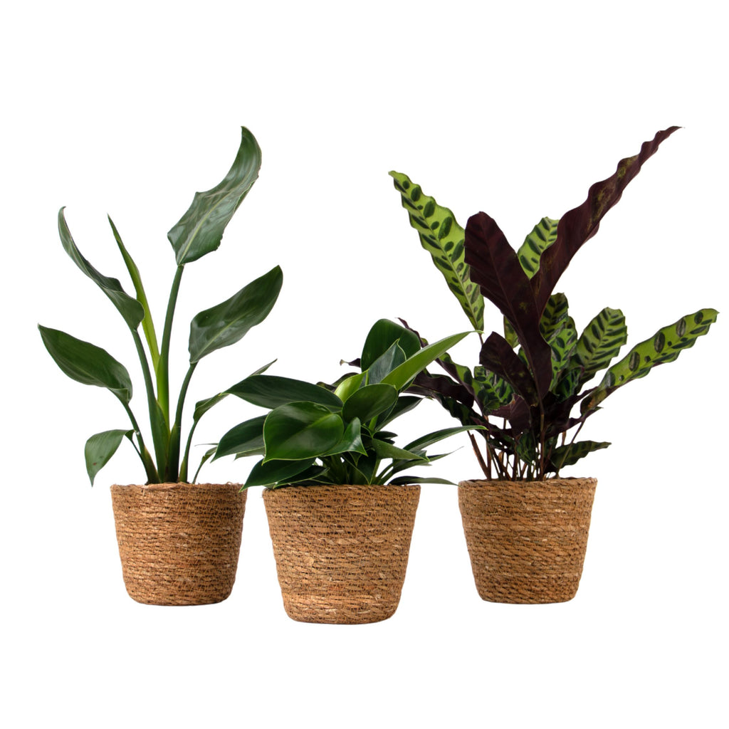 Set de 3 plante cu coșuri - Înălțime 25-40cm - ⌀12cm