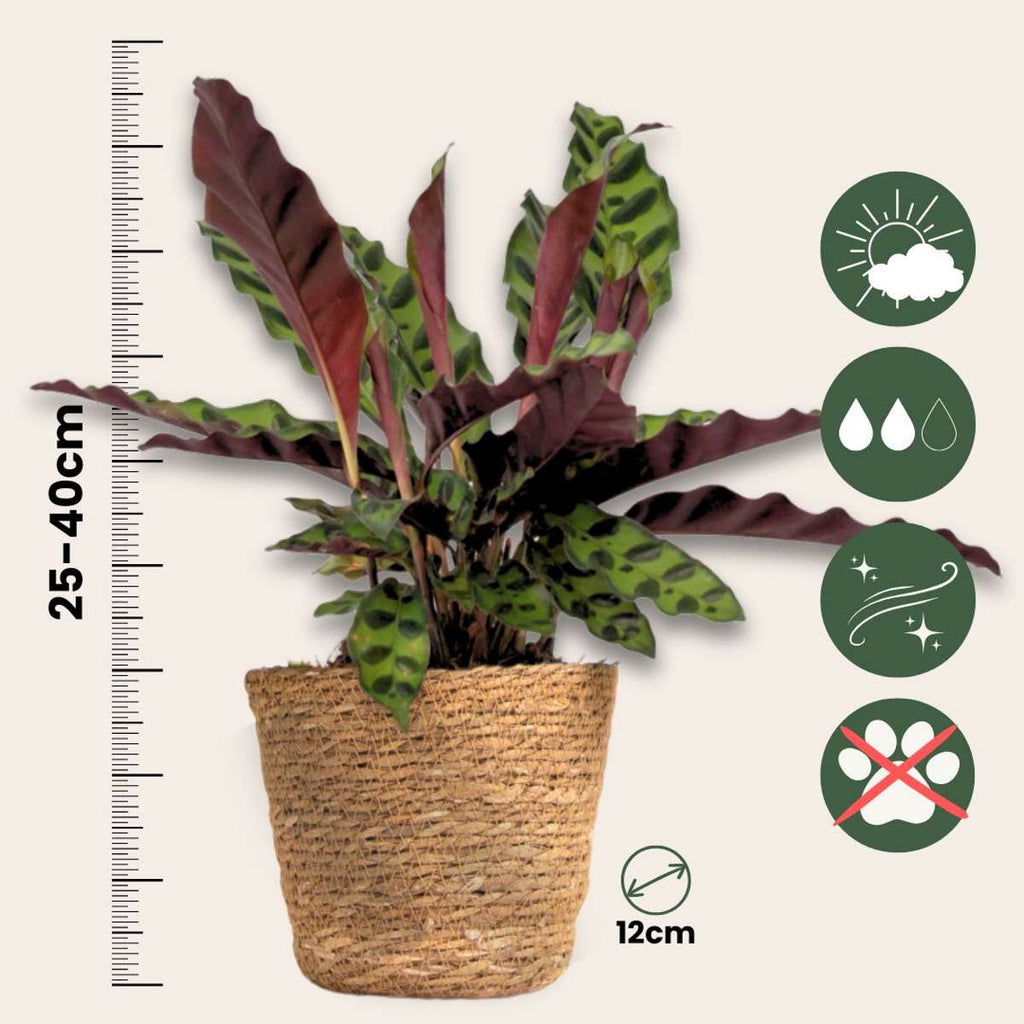 Set de 3 plante cu coșuri - Înălțime 25-40cm - ⌀12cm