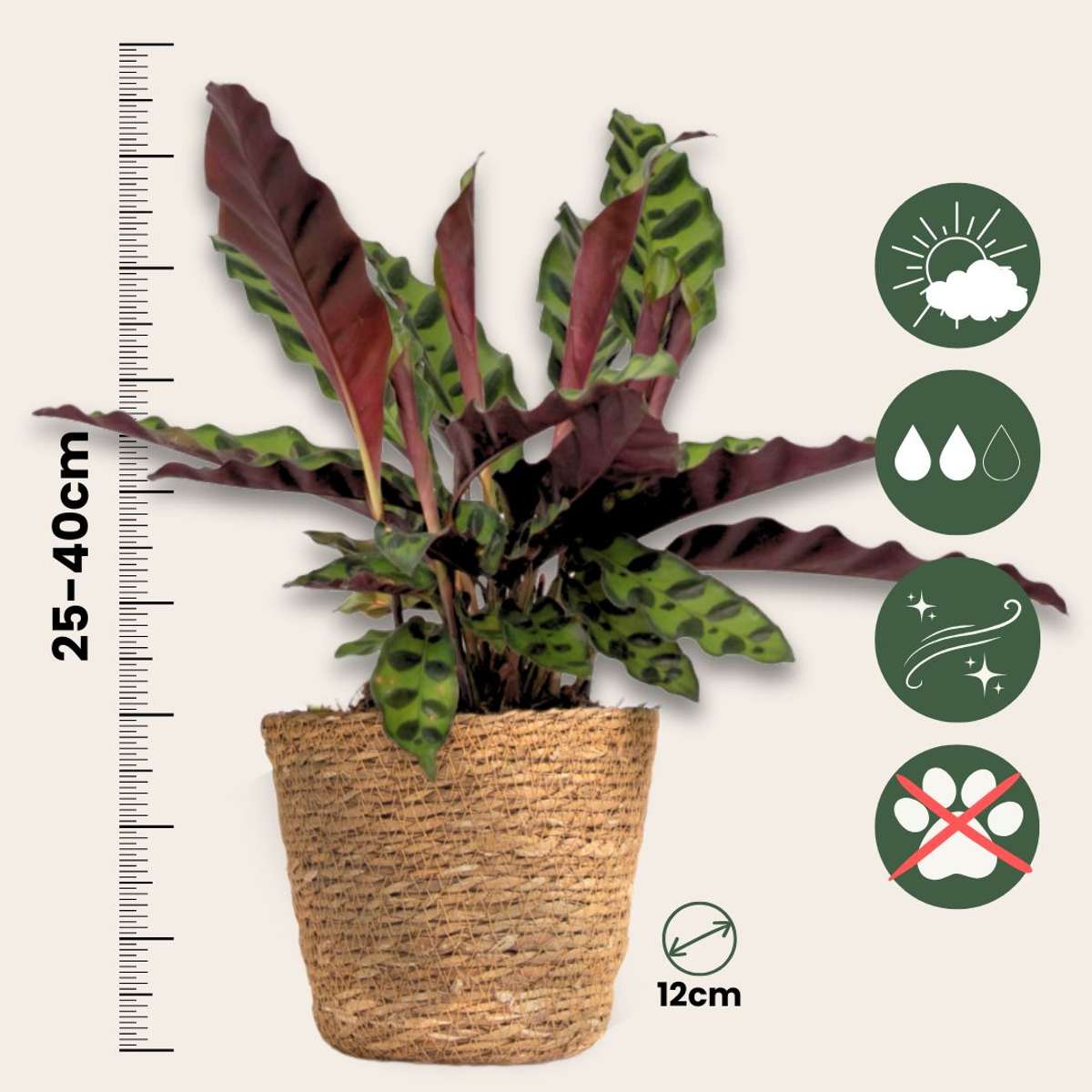 Set de 3 plante cu coșuri - Înălțime 25-40cm - ⌀12cm