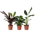Mix verde pentru interior - 3 buc - Înălţime 25-40cm - ⌀12cm