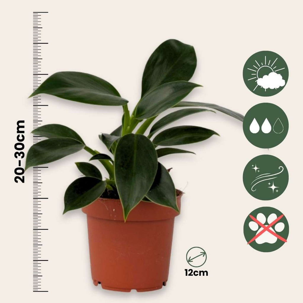 Mix verde pentru interior - 3 buc - Înălţime 25-40cm - ⌀12cm