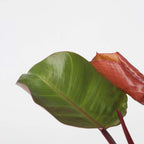 Filodendron - Philodendron 'Sun Light' - Înălţime 20-30cm - ⌀12cm