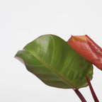 Filodendron - 2 buc - Philodendron 'Sun Light' - Înălţime 20-30cm - ⌀12cm