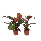 Filodendron - 2 buc - Philodendron 'Sun Light' - Înălţime 20-30cm - ⌀12cm