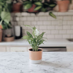 Floarea păcii - Spathiphyllum 'Diamond' - Înălţime 40-50cm - ⌀12cm