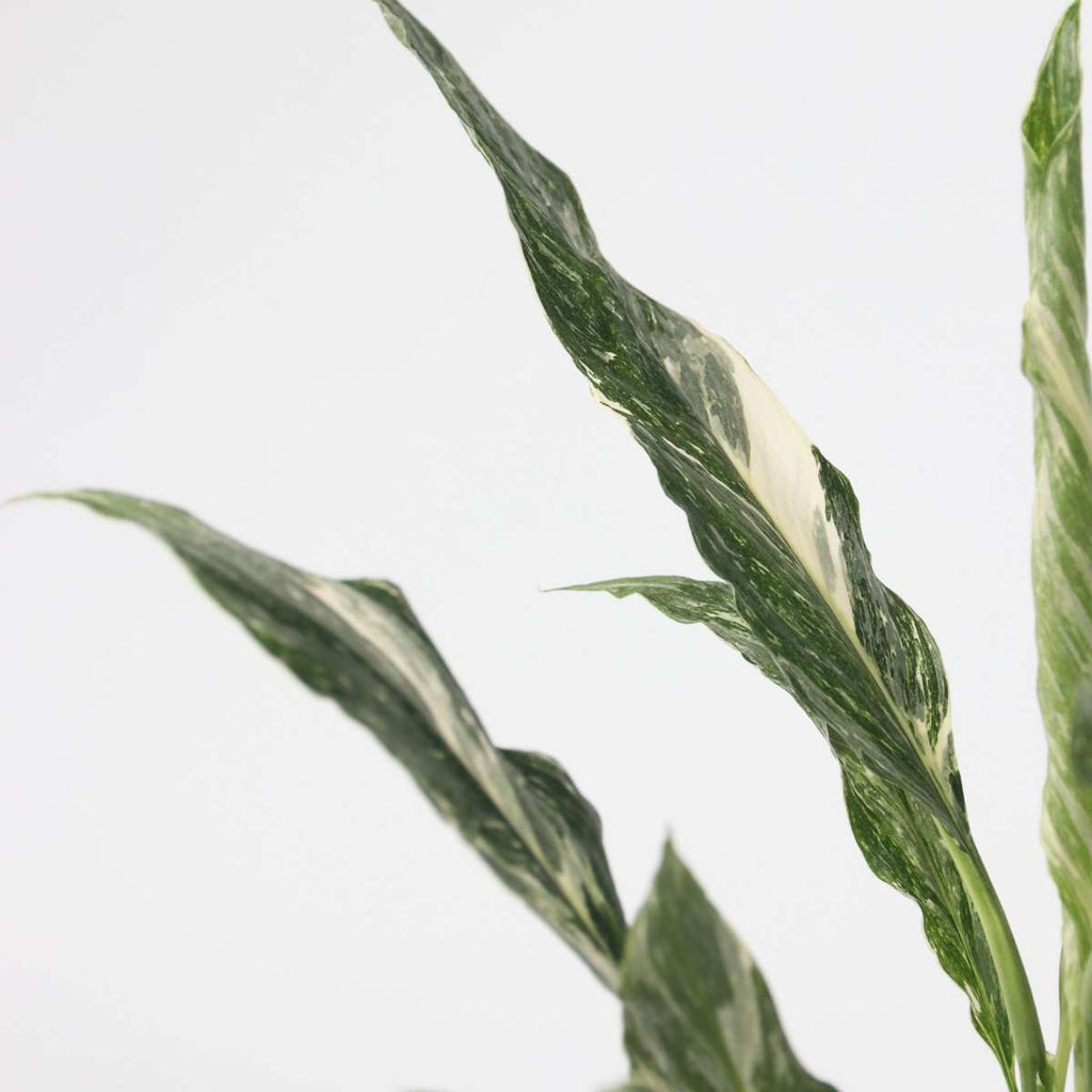 Floarea păcii - Spathiphyllum 'Diamond' - Înălţime 40-50cm - ⌀12cm