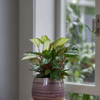 Planta de rugăciune - 2 buc - Ctenanthe 'Amagris' - Înălţime 20-30cm - ⌀12cm