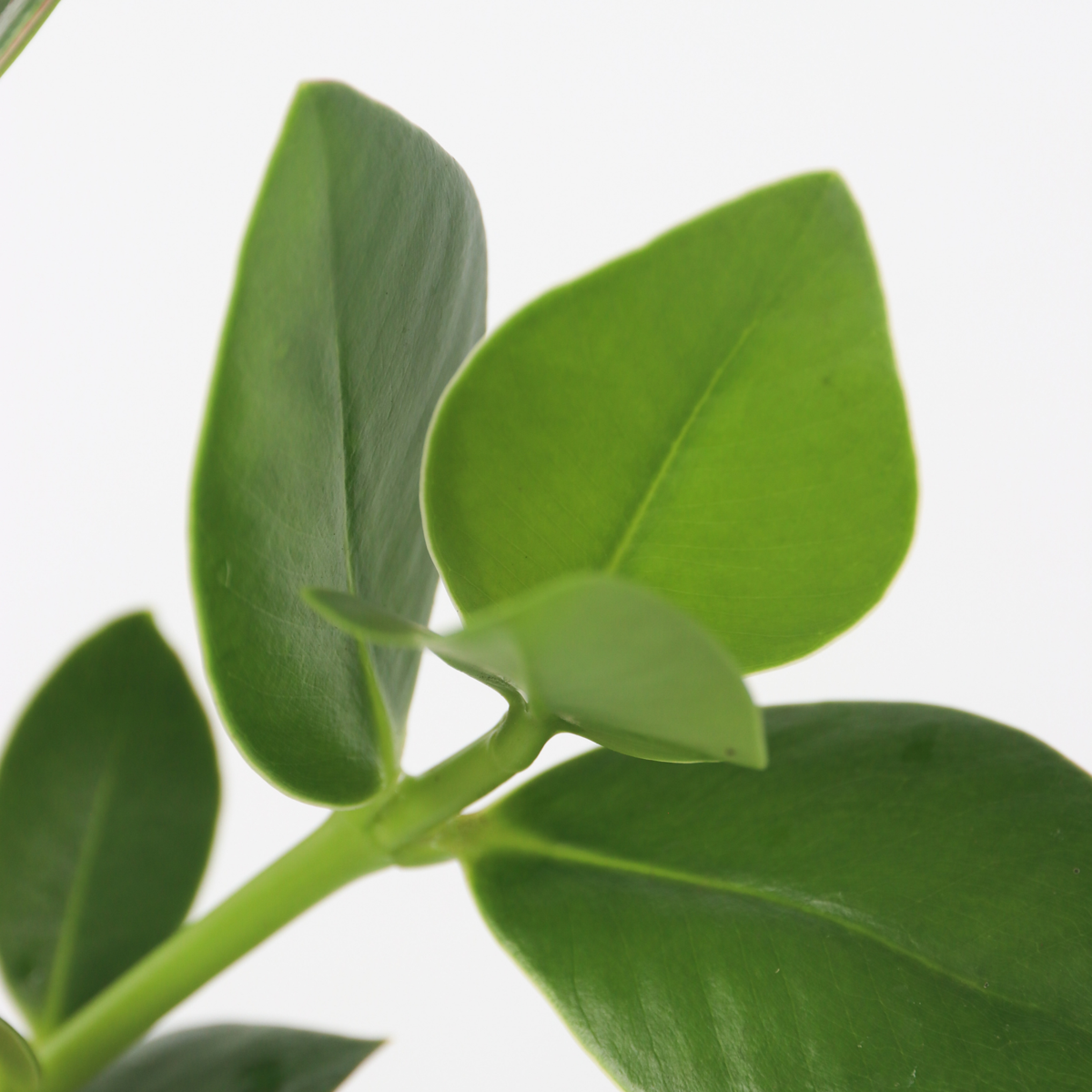 Clusia major - Clusia rosea 'Princess' - Înălţime 25-35cm - ⌀20cm