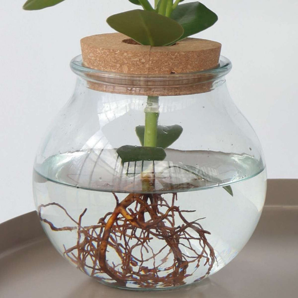 Clusia major - Clusia rosea 'Princess' - Înălţime 25-35cm - ⌀20cm